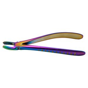 Upper Molars Right Multi color